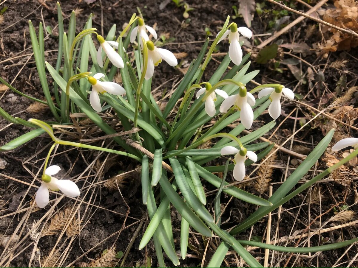 Это мои первые красавчики!