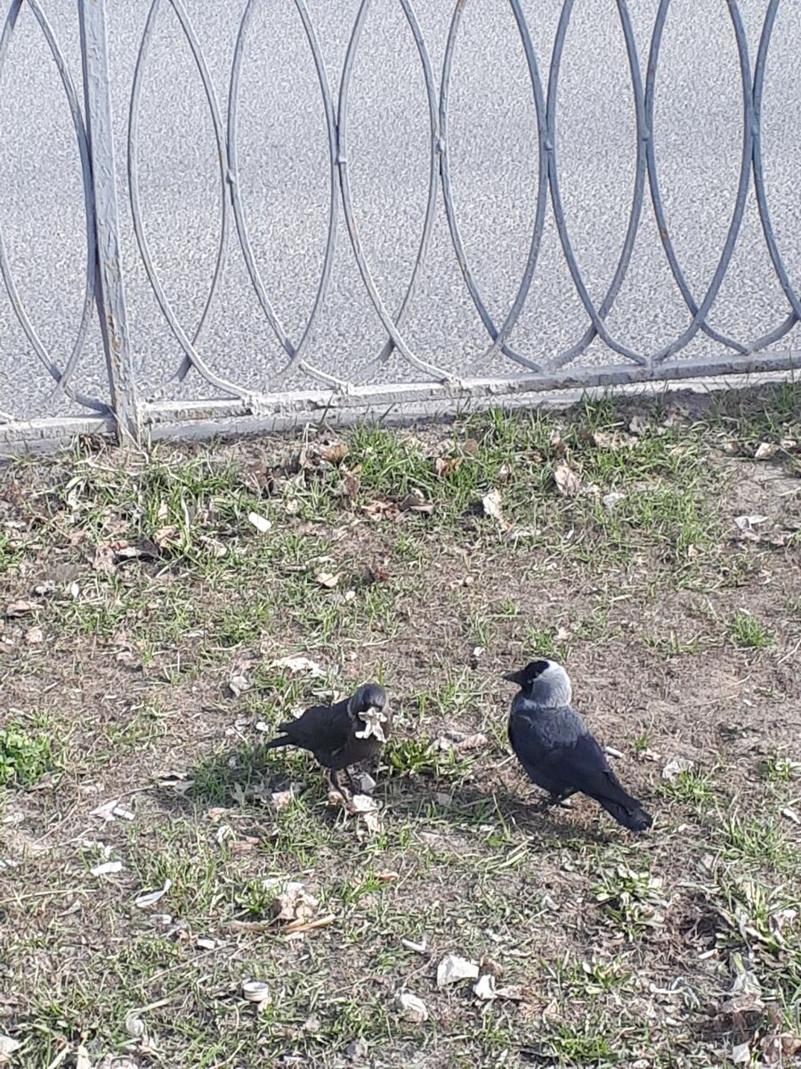 Я не орнитолог, но вдруг... " Грачи прилетели"