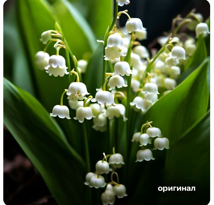 Шедеврум. Мои любимые ландыши.