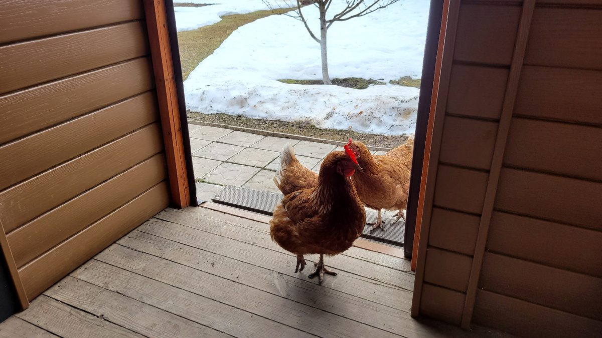 Курочки зашли ко мне в гости.