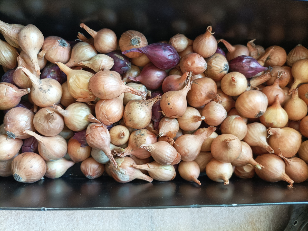 Магазинный лук-севок