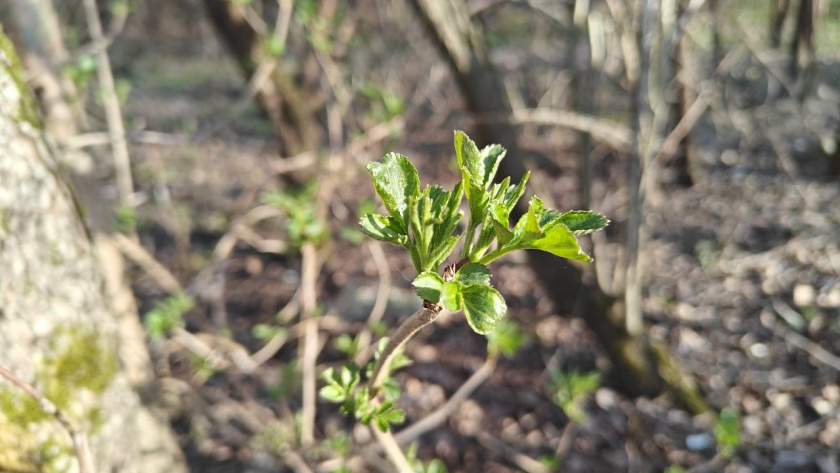    Первый городской канал Калининград