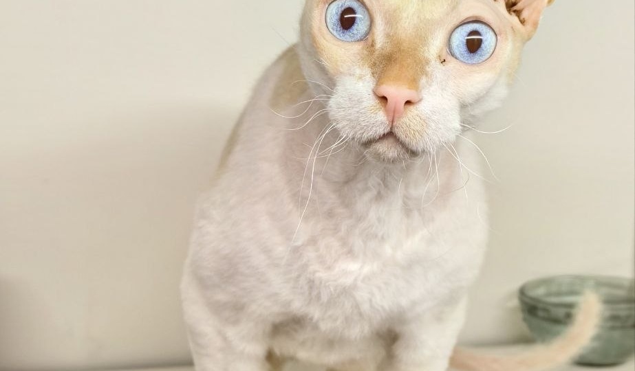 Где у этого кота кнопка