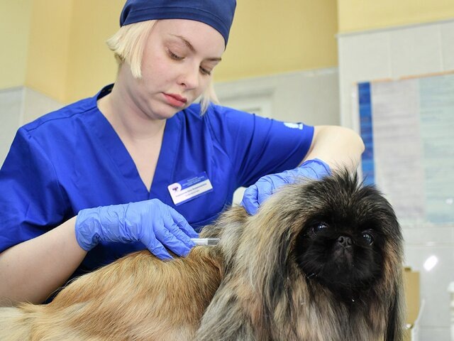    Фото: Москва 24/Антон Великжанин