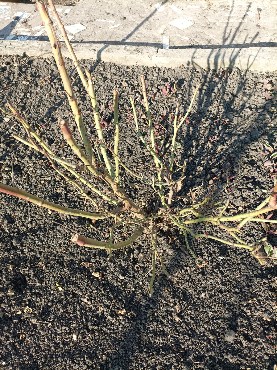 Розы после снятия укрытия, до весенней обрезки