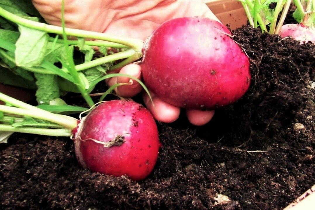 Такой урожай порадует кого угодно