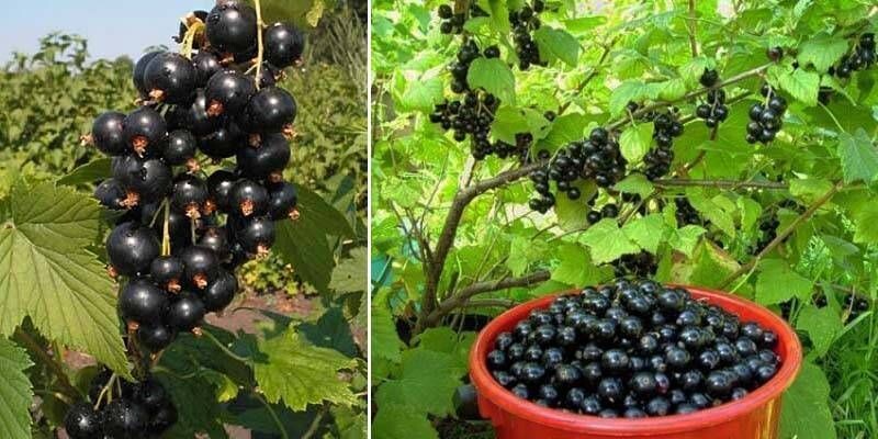 подкормка смородины - важно сделать ее в сроки и правильно