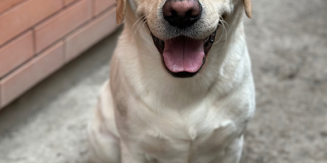 День смеха в нашем доме: кто кого разыграл?