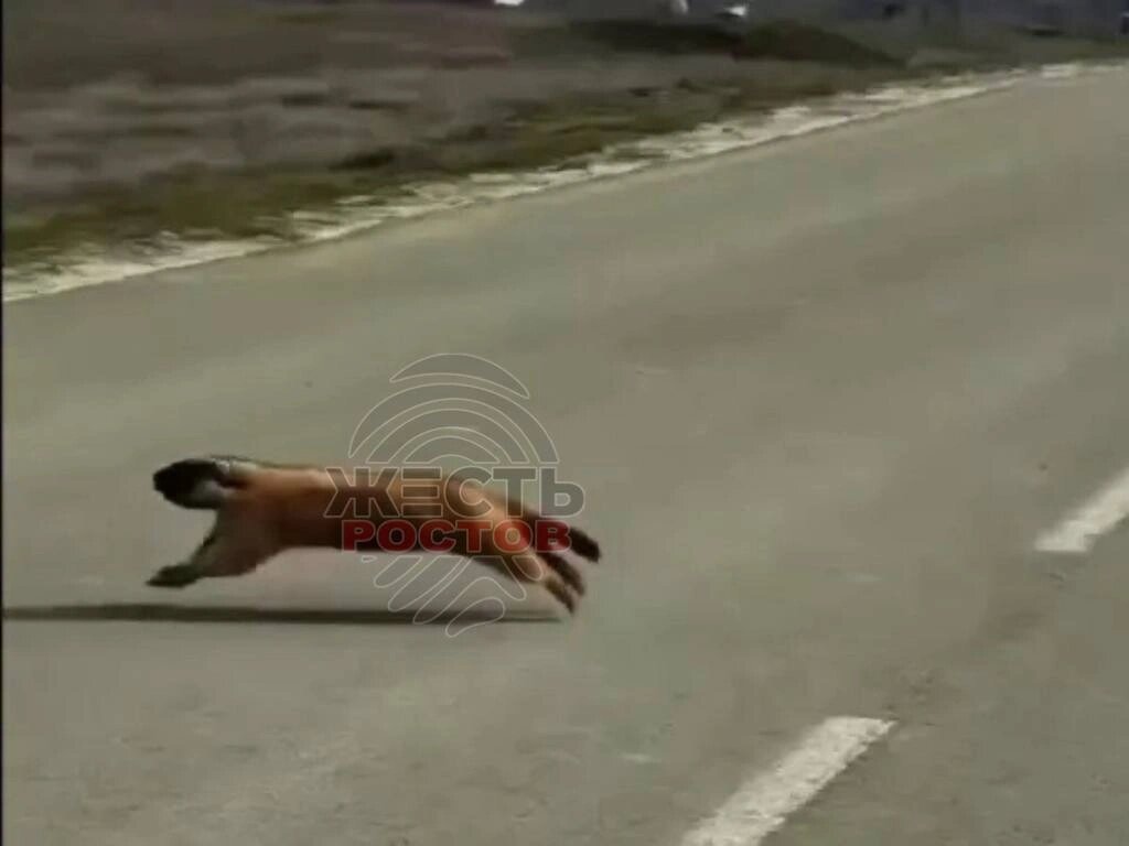    Фото: Жесть Ростов