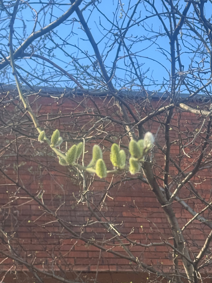 Опасная красота…