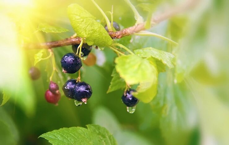 фото 123RF/oksanamedvedeva