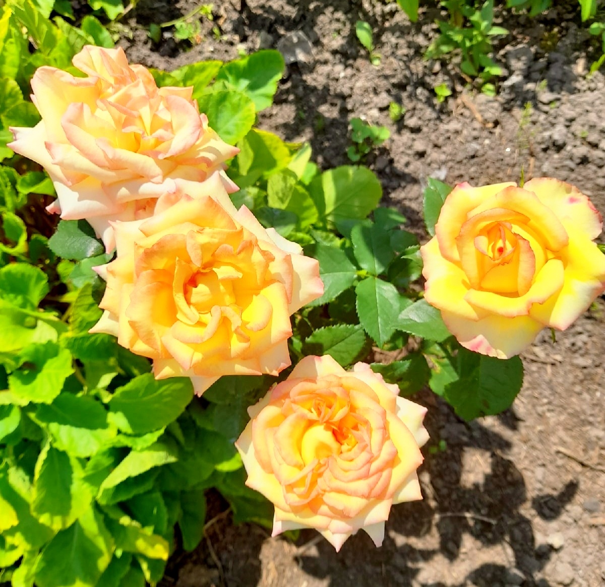 Амбианс, одна из тех моих первых роз. Фото автора 