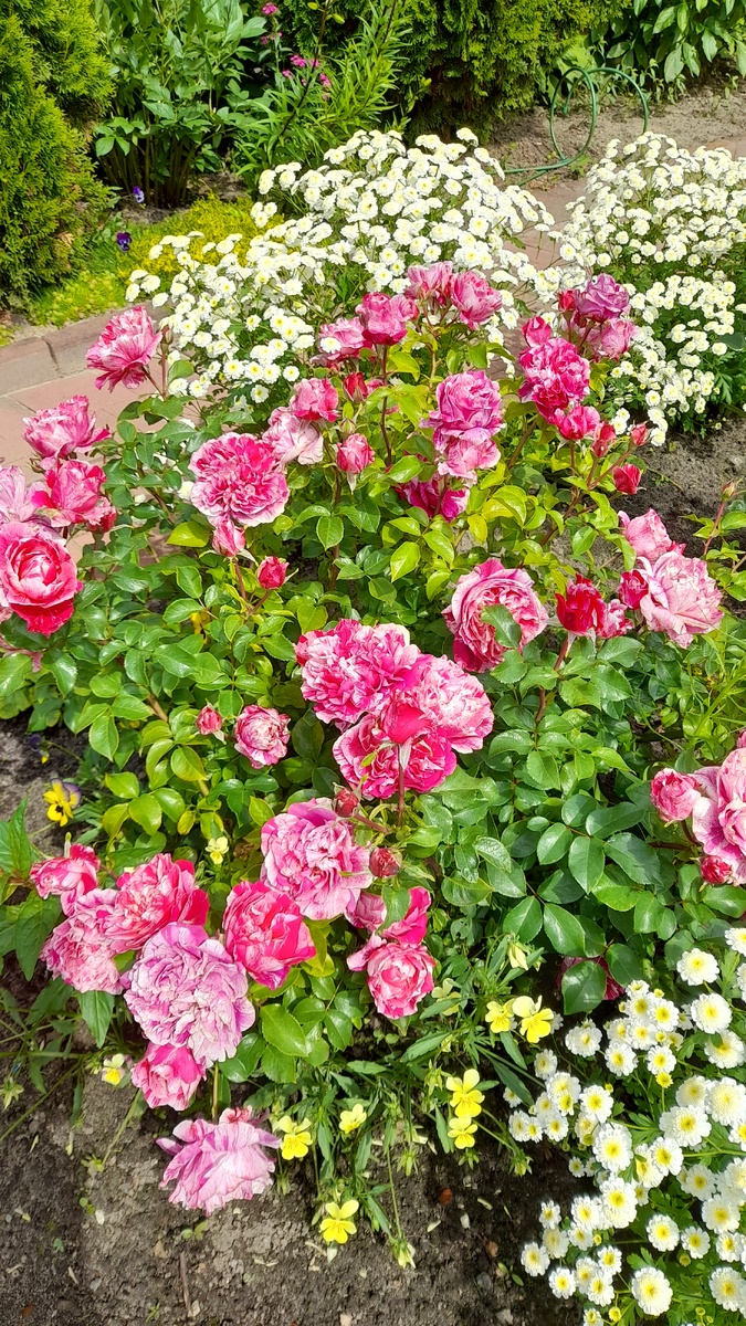 Пинк Интуишн. Фото автора 