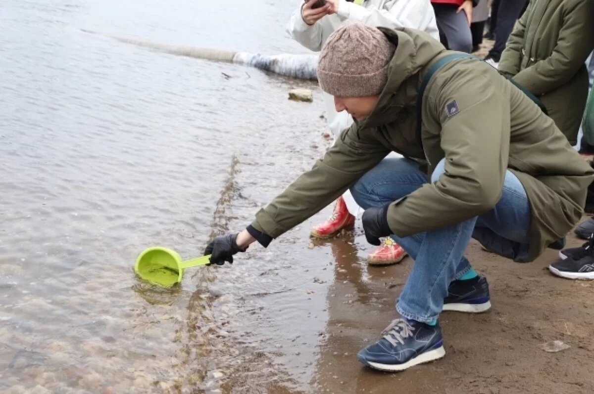    На Ямале создадут садковую линию для подращивания молоди чира