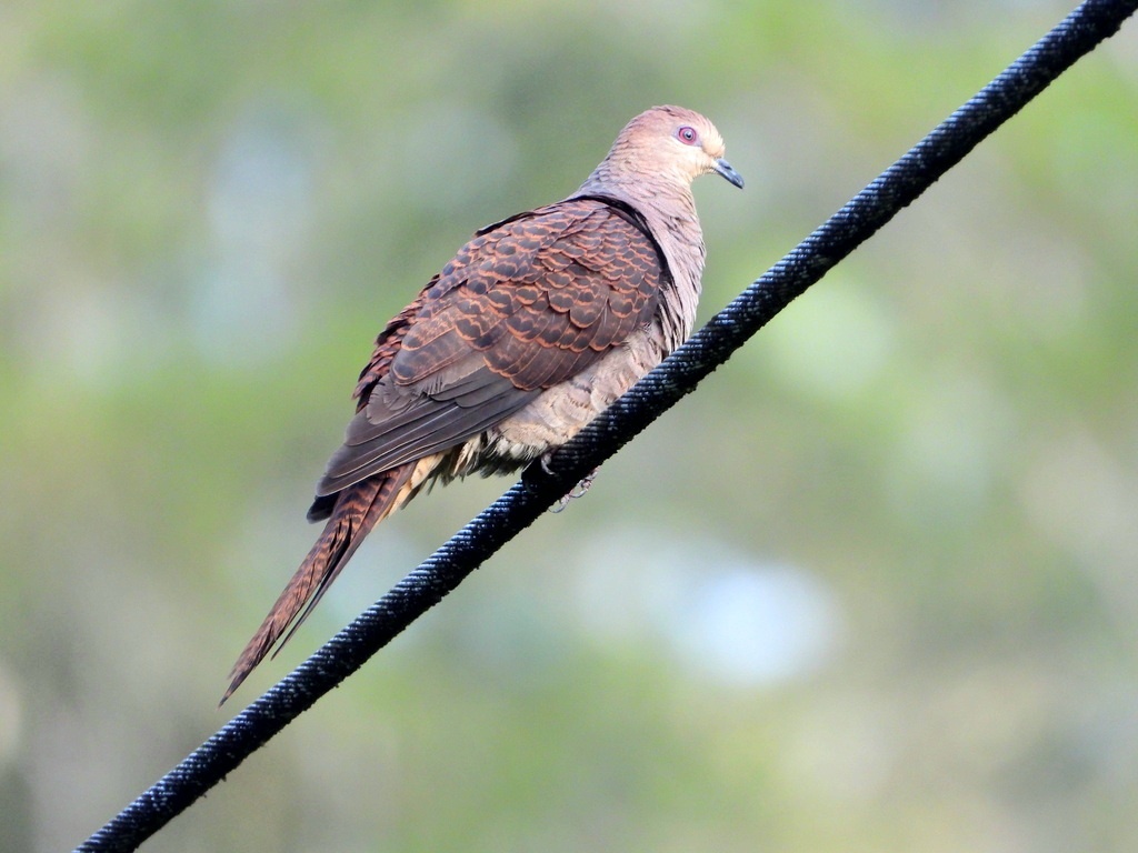 ПОЛОСАТАЯ КУКУШКОВАЯ ГОРЛИЦА 