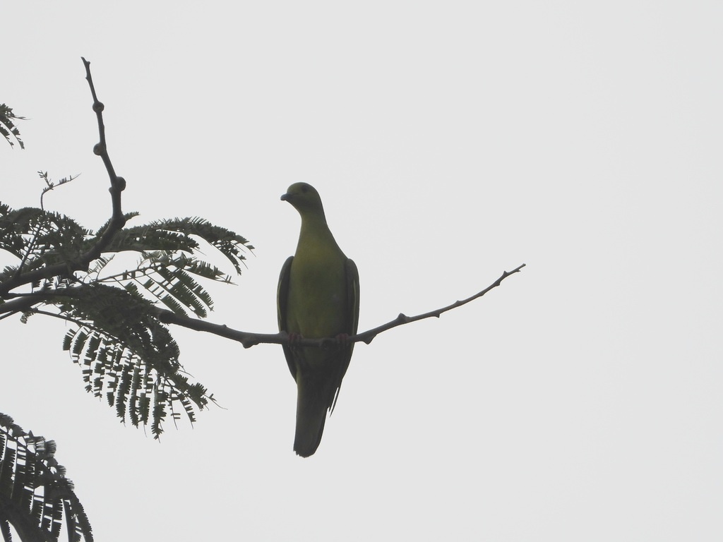 КЛИНОХВОСТЫЙ ЗЕЛЁНЫЙ ГОЛУБЬ 