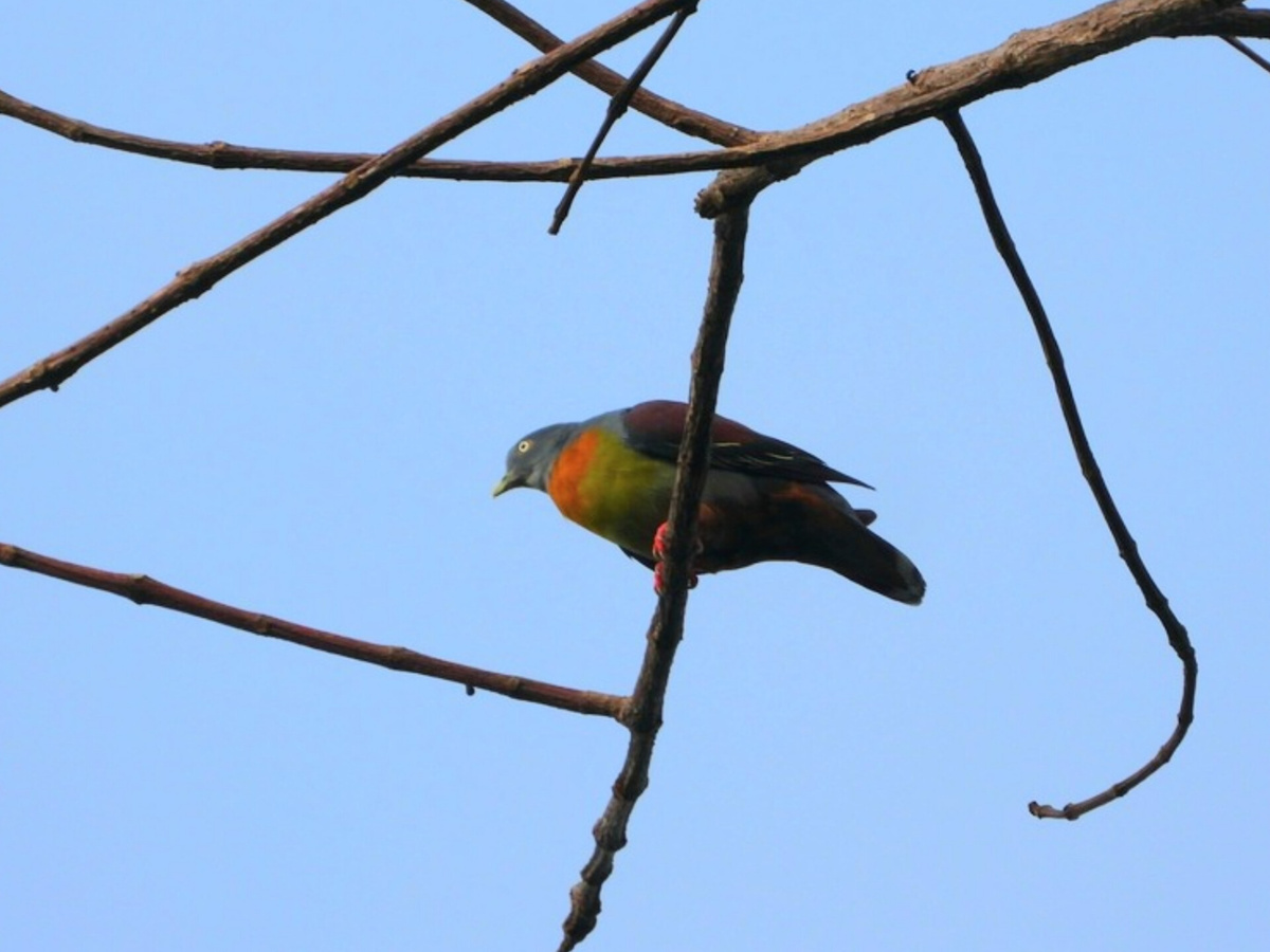 МАЛЫЙ ЗЕЛЁНЫЙ ГОЛУБЬ 