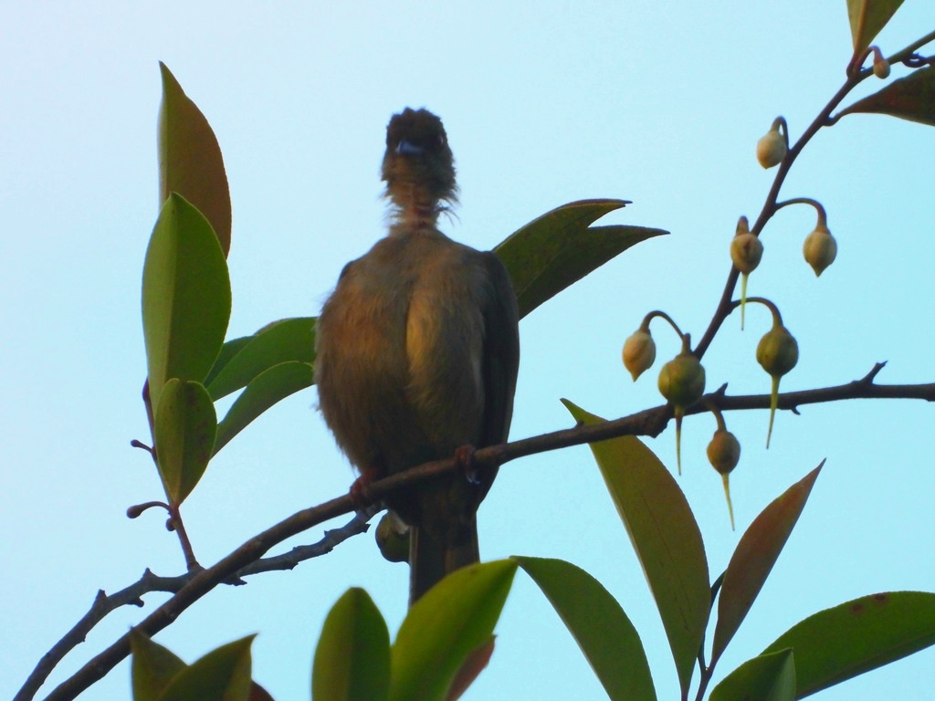 ЗАБАВНЫЙ ПТИЦ, НЕ ПРАВДА ЛИ? КТО-ТО ИЗ БЮЛЬБЮЛЕВЫХ