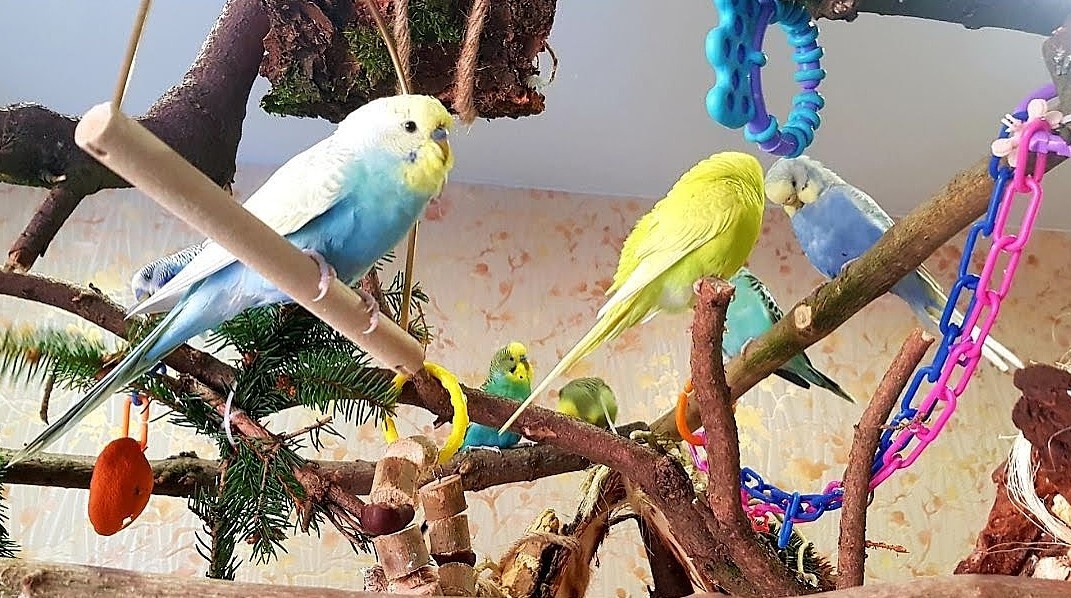 Теперь птички общаются не только с хозаевами, но и с друг другом