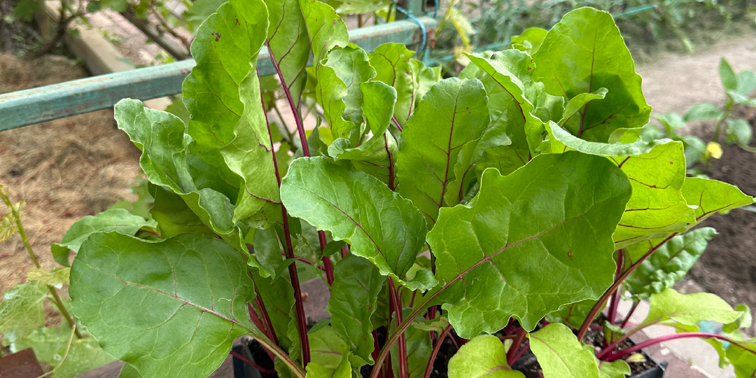 Самое время посеять на рассаду свёклу! И это не первоапрельская шутка- я уже несколько лет сею ее на рассаду в конце марта.