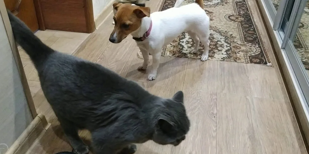 Уживаются ли джек-расселы с кошками: от чего зависит успех их совместного проживания