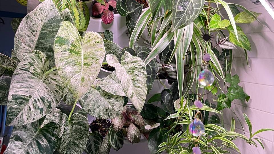 🌿 НОВАЯ ПАРТИЯ КЛОНОВ — редкие экзотические растения оптом и в розницу