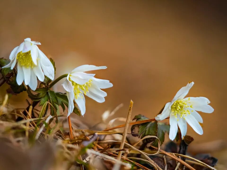    Ветреница алтайская на берегах Телецкого озера. Источник: Роман и Татьяна Воробьевы / Алтайский заповедник