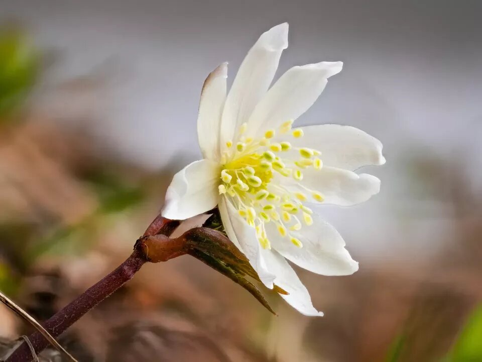    Ветреница алтайская на берегах Телецкого озера. Источник: Роман и Татьяна Воробьевы / Алтайский заповедник