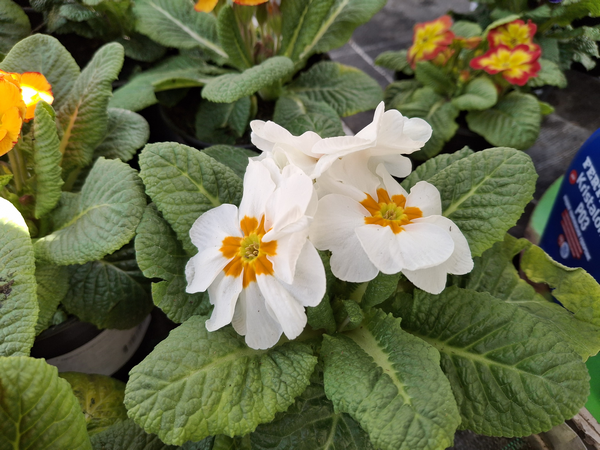 Рука сама тянется к этим ярким примулам. Хватайте себя за эту руку!