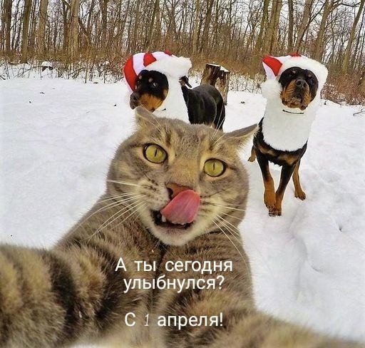 Улыбнитесь! 😹