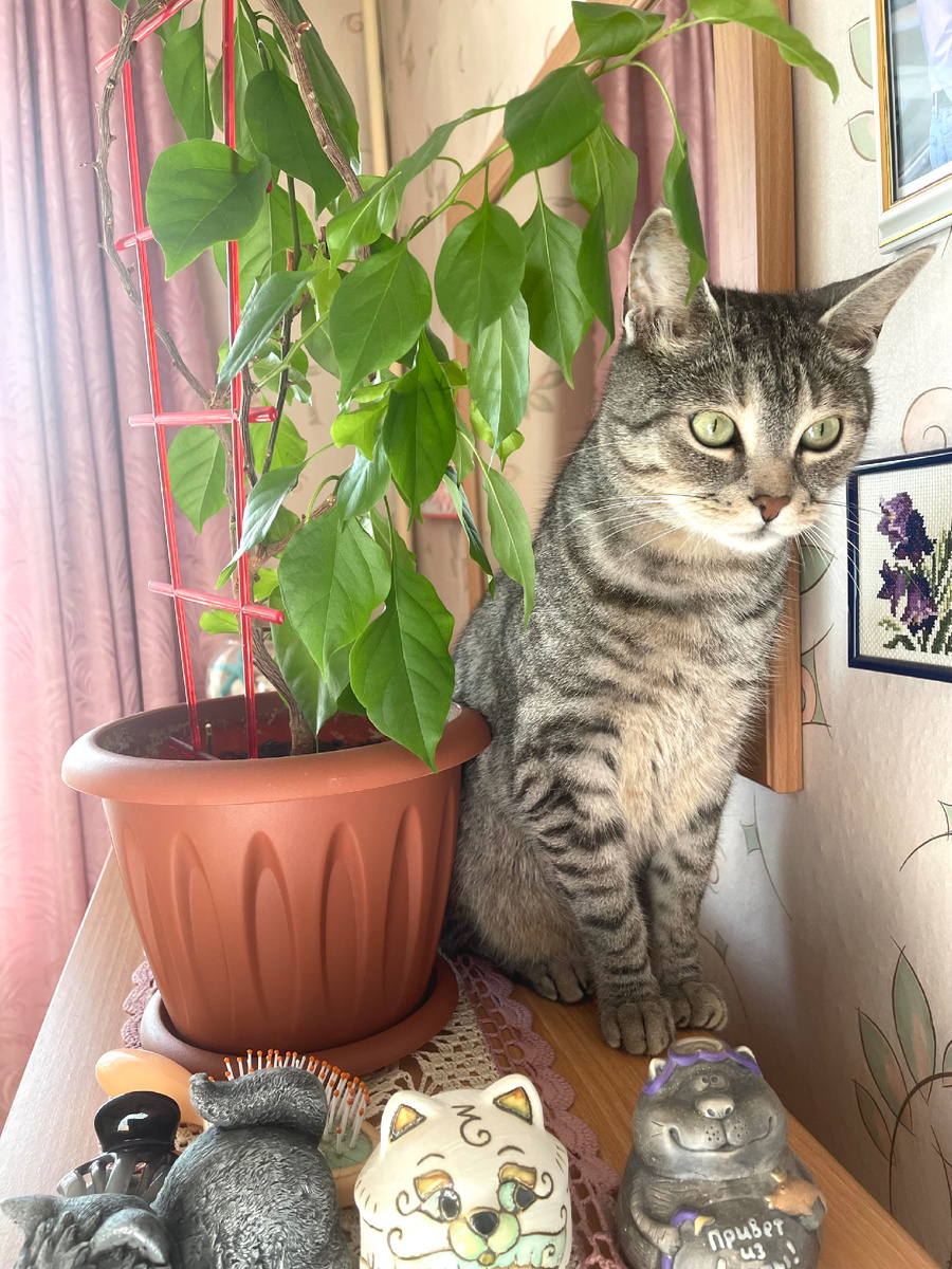 Котик Ричард. 