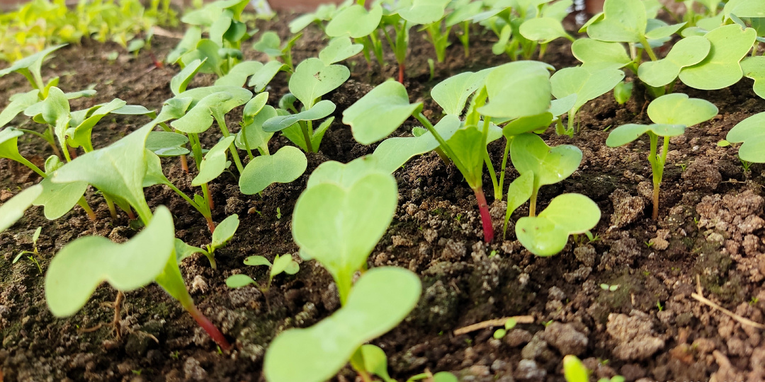 29 марта 2026г. Подмосковье. Урожай на низком старте!