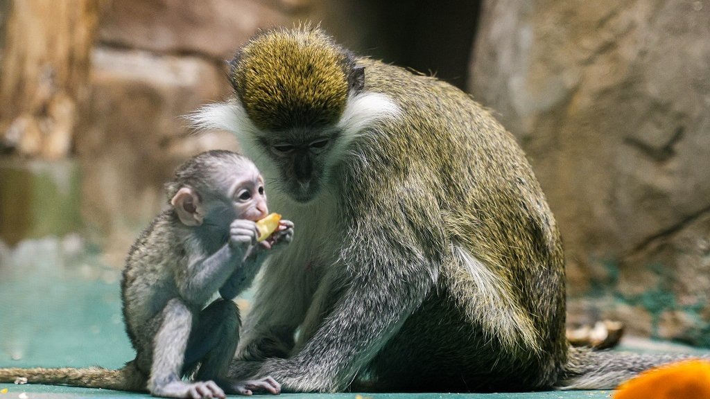    Фото: Екатеринбургский зоопарк