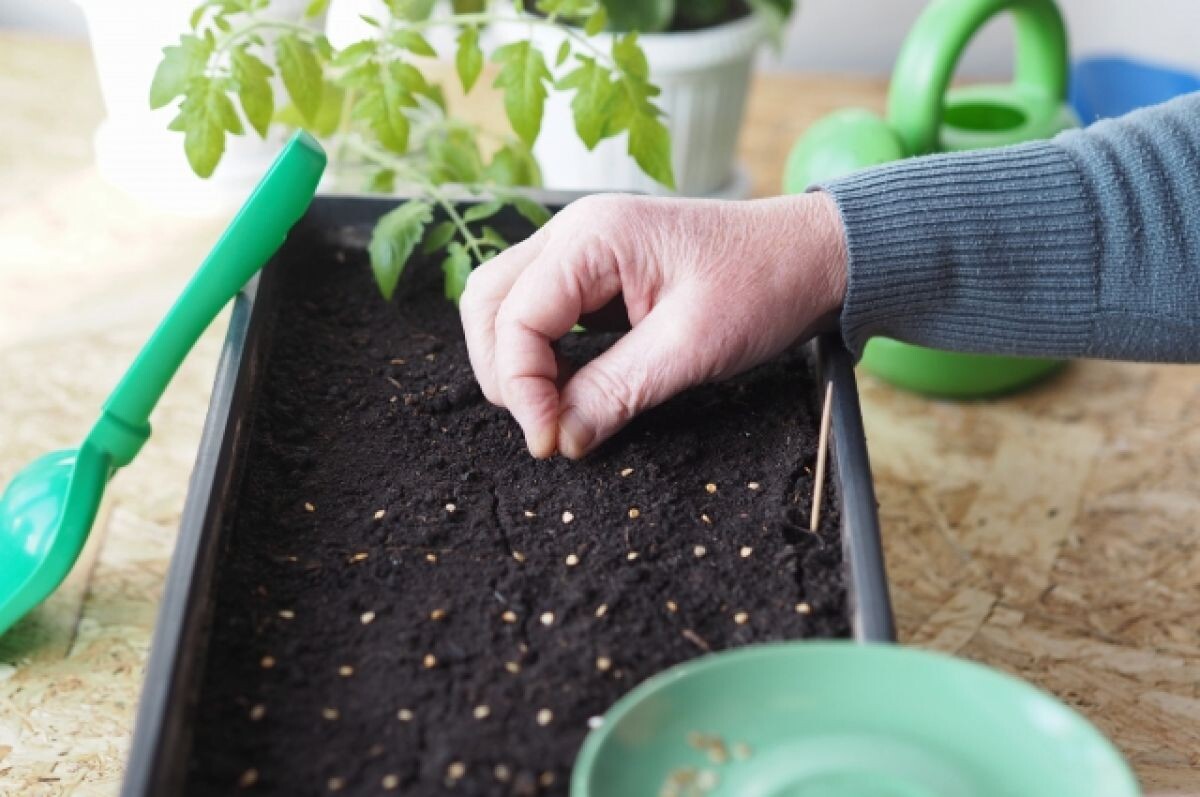 посев семян томата в апреле