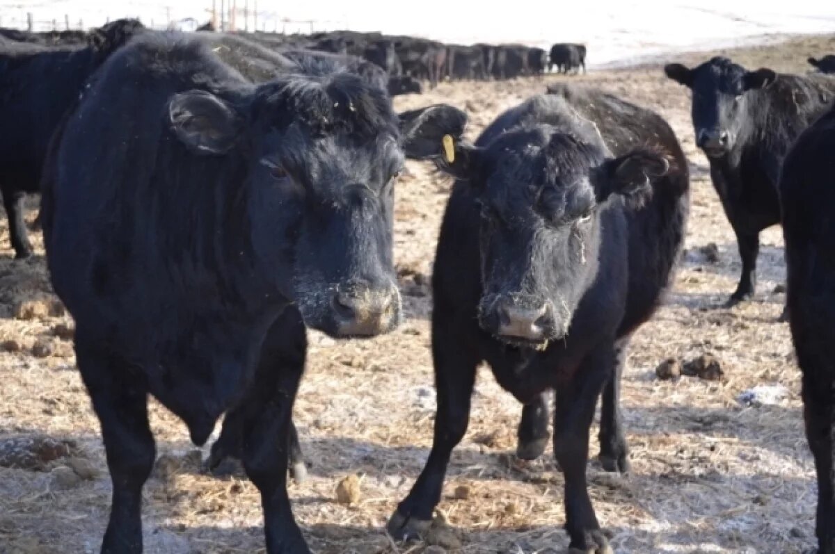    Животноводы получат 193 млн рублей для мясного скотоводства в Забайкалье
