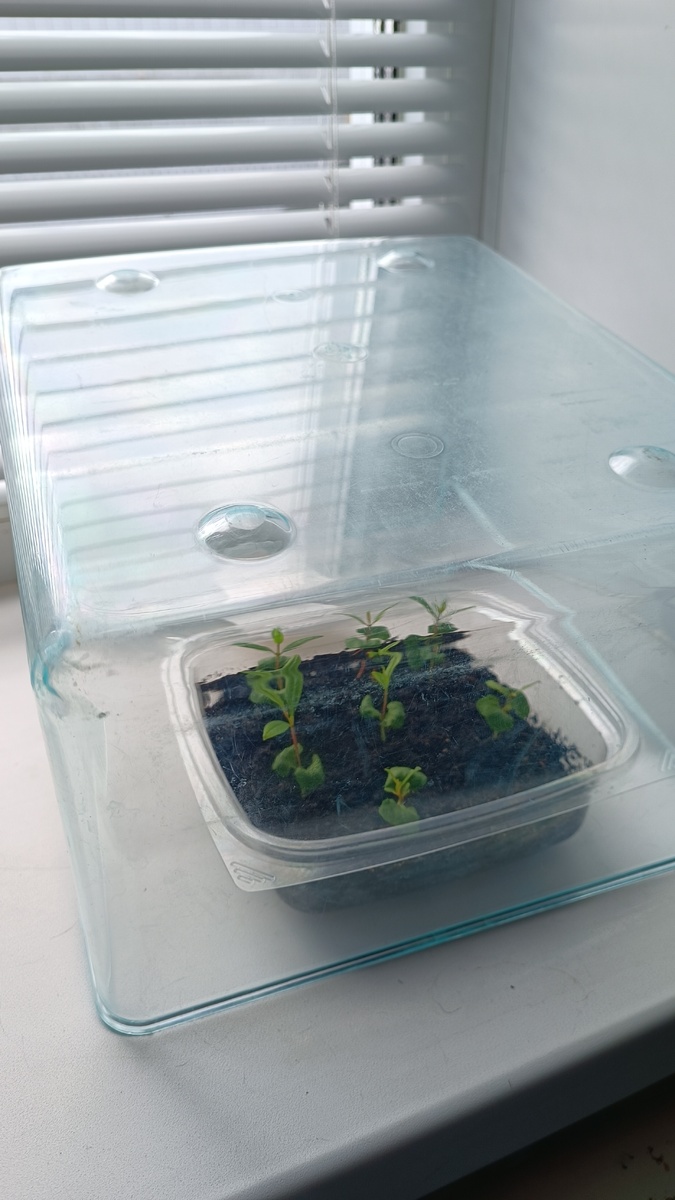 Вот так я прикрыла растюшку от кошек. 