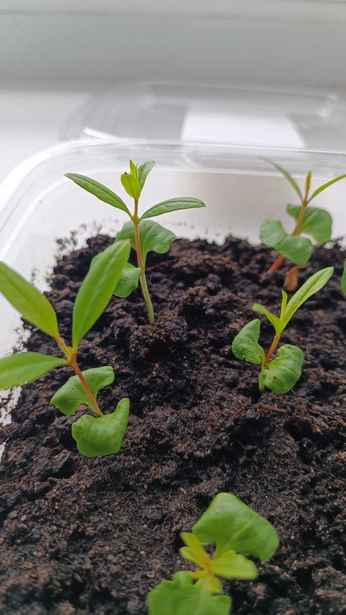 Вот уже как подросло! 