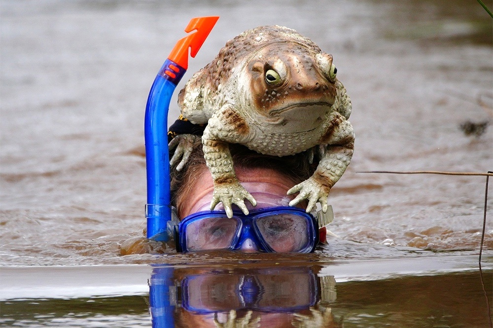    В период нереста на реках вводят табу почти на всю рыбалку. Да и нырять в воду надо тихо, чтобы не спугнуть рыбу. / Getty Images
