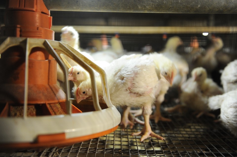    В последний раз птицефабрика показывала убыток более 20 лет назад - в 2003 году. Алексей БУЛАТОВ