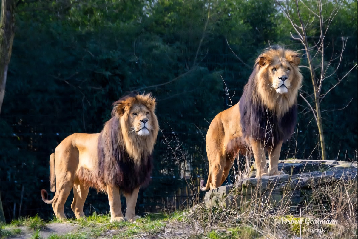 Львы-самцы. Группа братьев имеет больше шансов захватить прайд и дольше удерживать власть, чем одиночка
