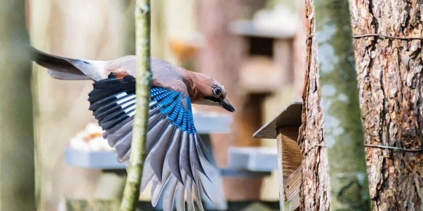    Алёна Бобрович