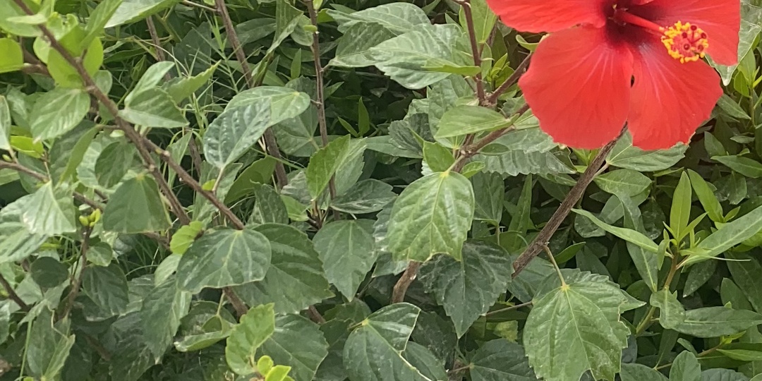 Болталка просто