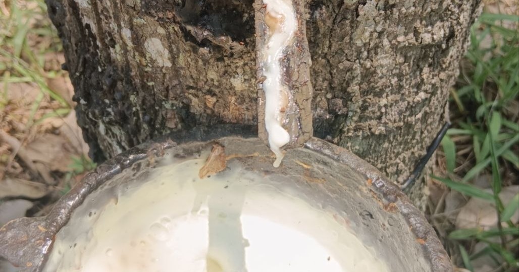 Как делают резину? Из каучука.