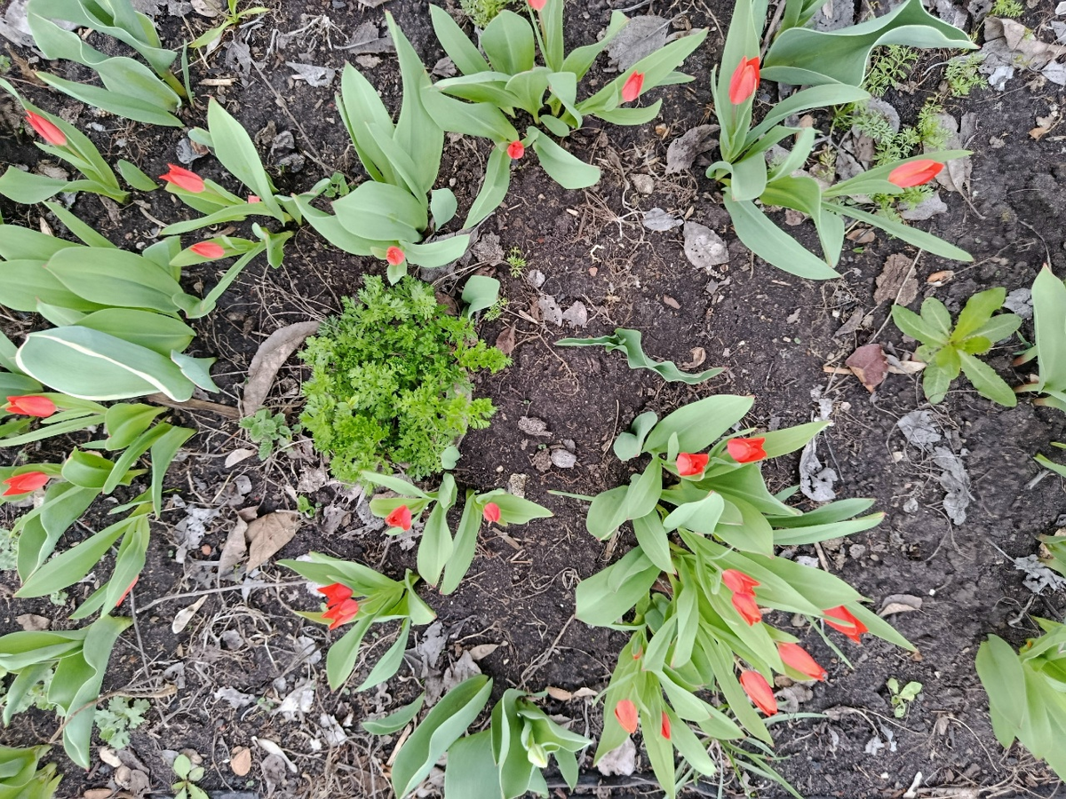 Первые тюльпаны. Собственное фото.