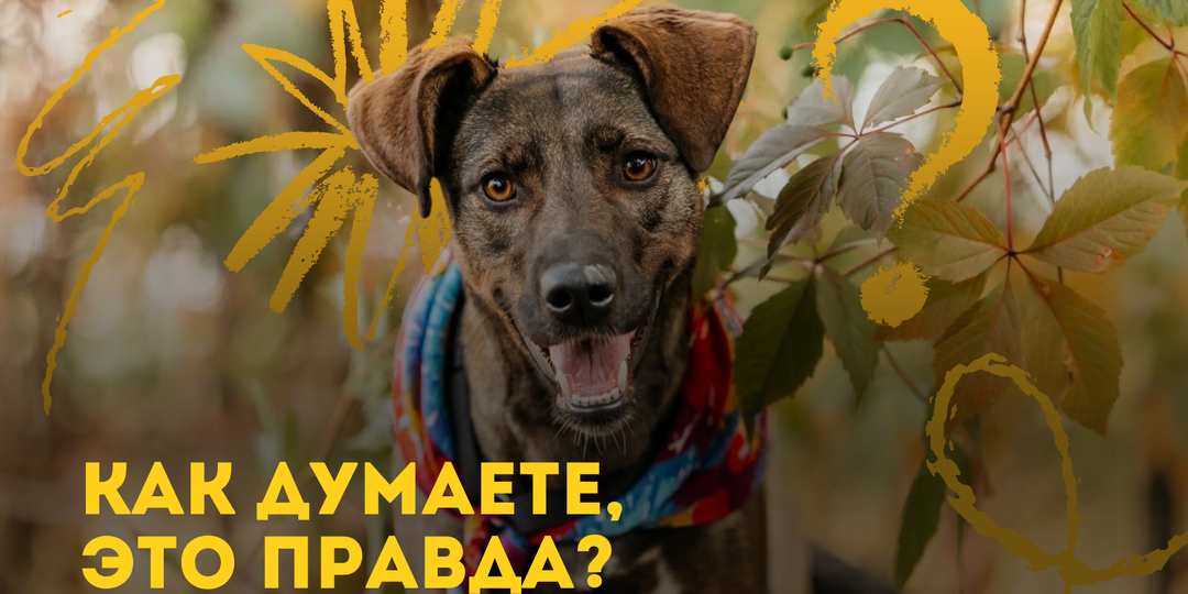 Как думаете, это правда?