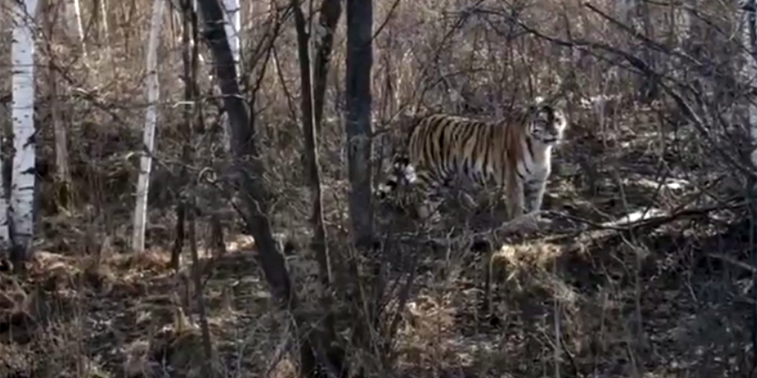Редкий хищник вышел к дороге в Хабаровском крае и попал на видео