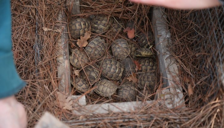 Возрождение редкого вида: Кавказский заповедник запускает масштабную программу по восстановлению черепахи Никольского