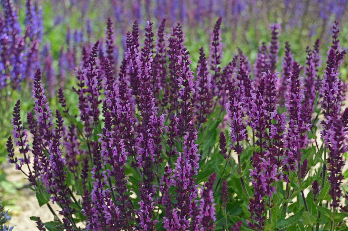 Фото с сайта: https://shop.thegardenpathclarington.ca/Salvia-Bumbleberry-p528824551Salvia-Bumbleberry-p528824551Salvia-Bumbleberry-p528824551Salvia-Bumbleberry-p528824551Salvia-Bumbleberry-p528824551Salvia-Bumbleberry-p528824551