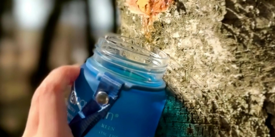 Как не загубить березу?