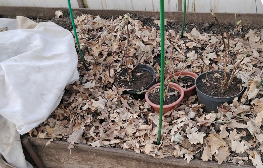 Горшки достала из прикопа. Крупнолистовые гортензии. Фото автора.